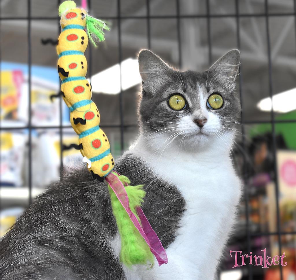 Trinket, Adoptable, Kitten Female Domestic Medium Hair.