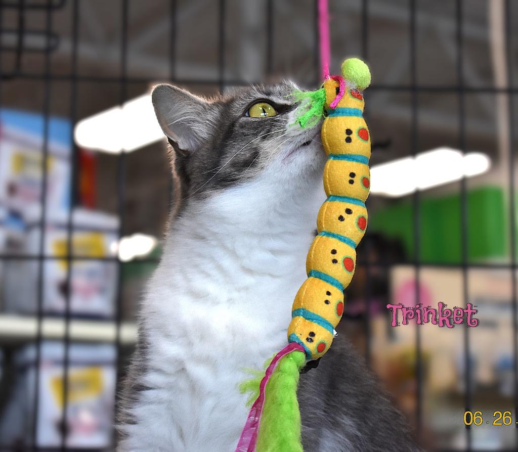 Enlarge Trinket, a Adoptable mixed breed in Fort Oglethorpe, GA image 2/4