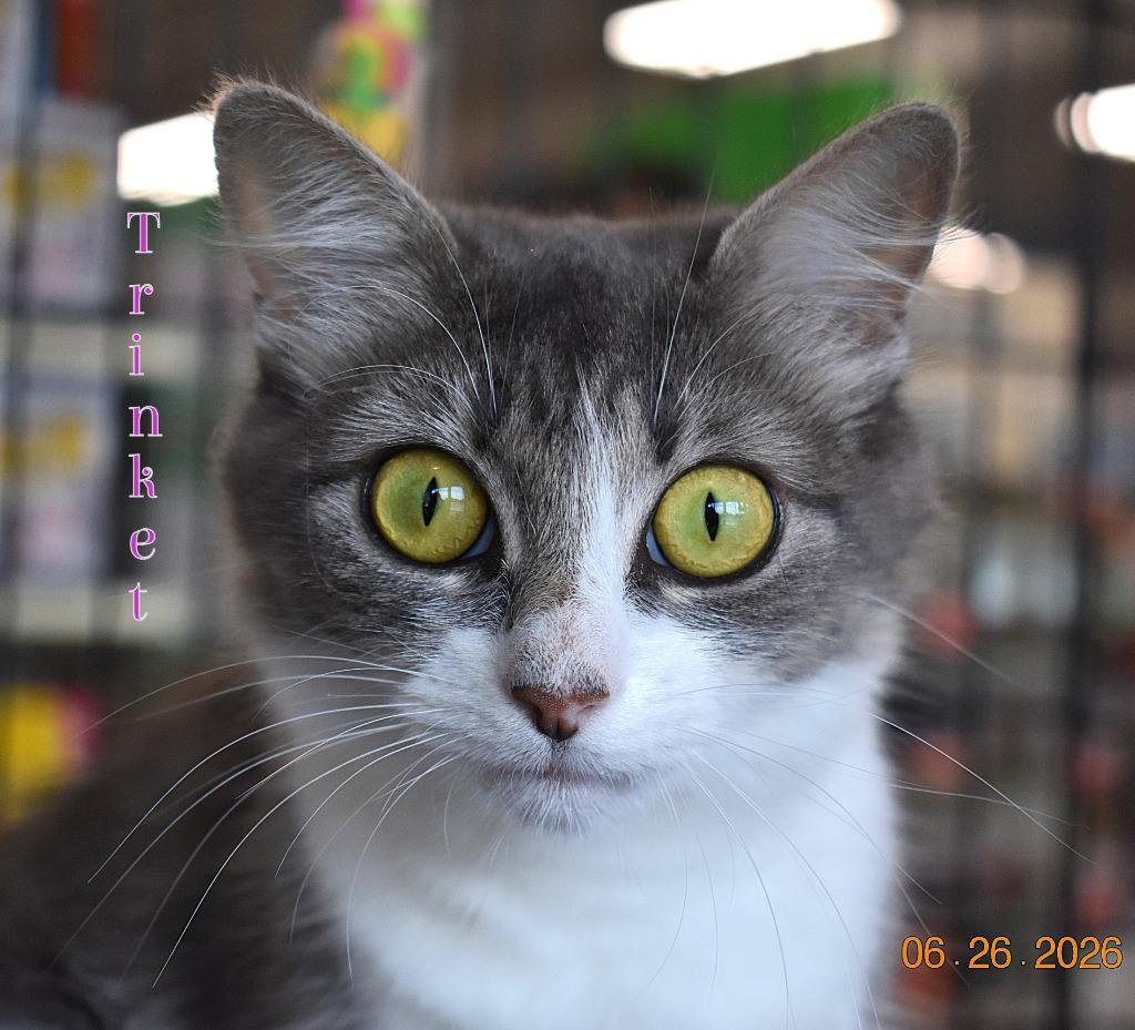 Enlarge Trinket, a Adoptable mixed breed in Fort Oglethorpe, GA image 4/4