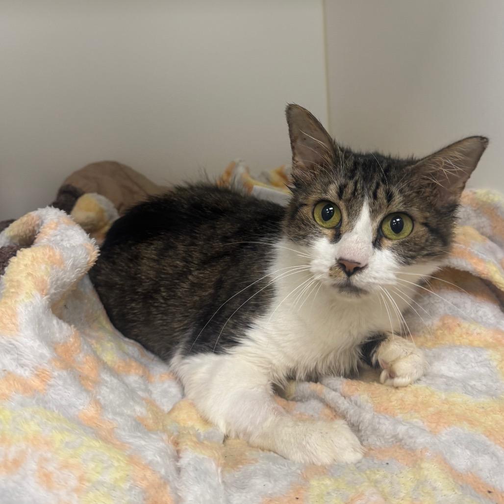 Enlarge Stuffin', a Adoptable Domestic Short Hair in West Palm Beach, FL image 1/3