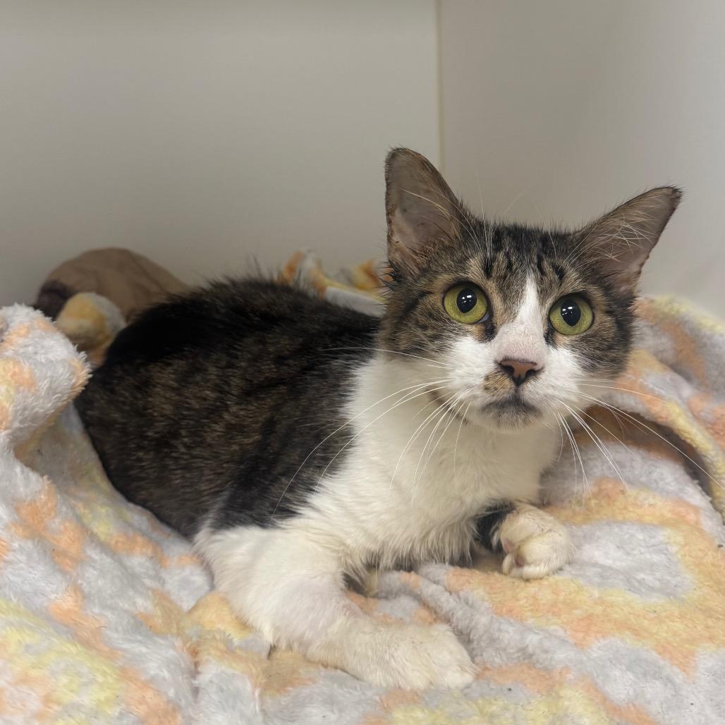 Enlarge Stuffin', a Adoptable Domestic Short Hair in West Palm Beach, FL image 2/3