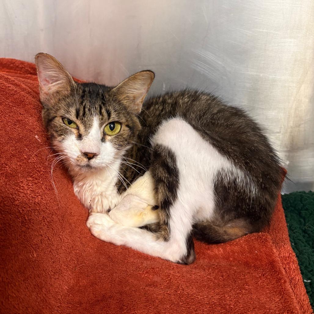 Enlarge Stuffin', a Adoptable Domestic Short Hair in West Palm Beach, FL image 3/3