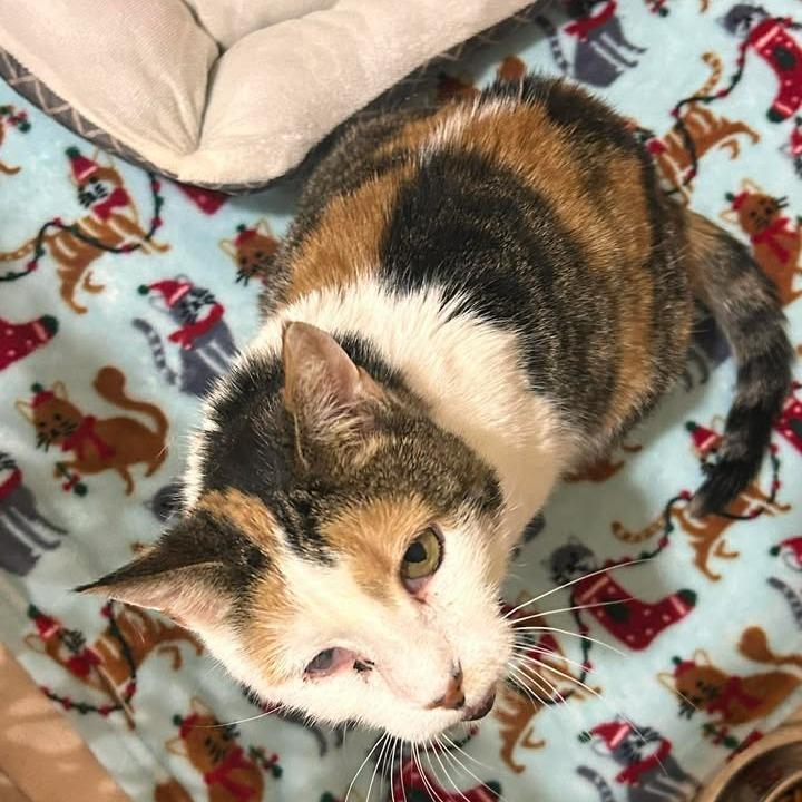 Babsy — thumbnail 2