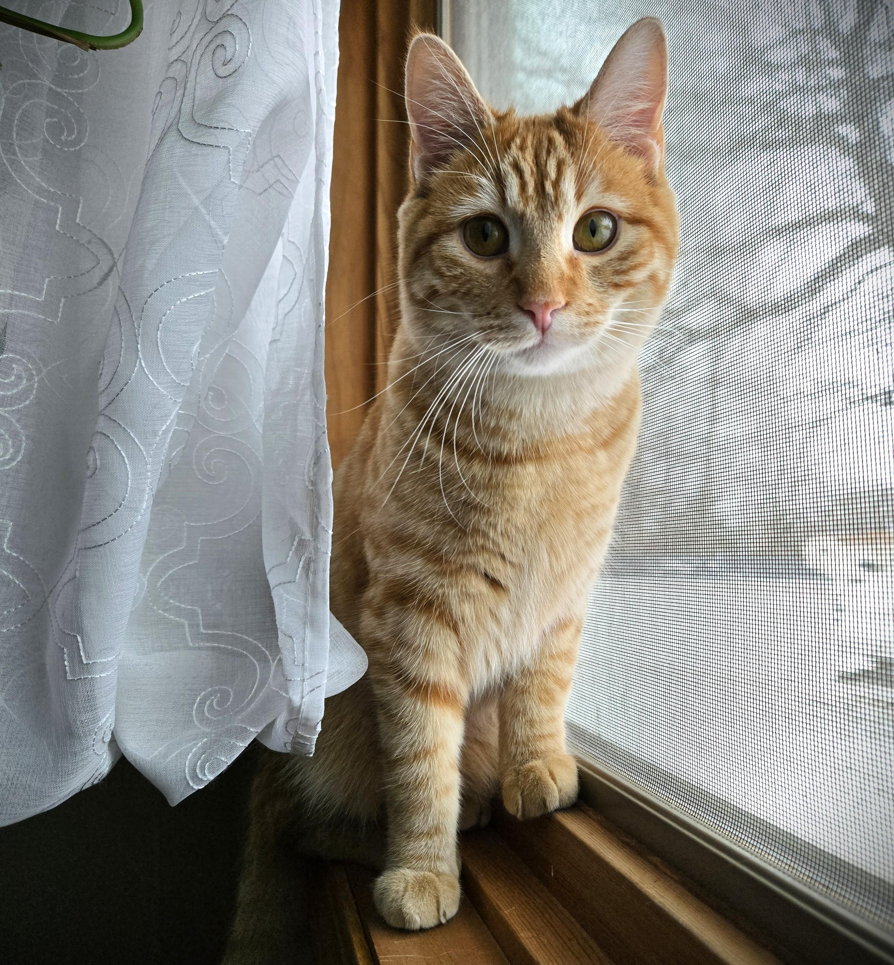 Enlarge MAC, a ADOPTABLE Domestic Short Hair in Mankato, MN image 2/2