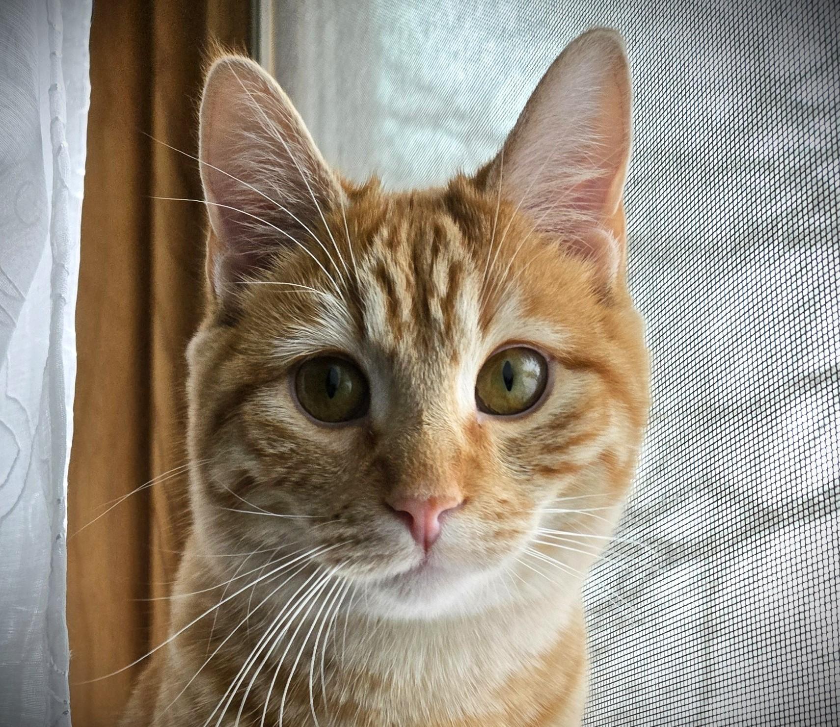 Enlarge MAC, a ADOPTABLE Domestic Short Hair in Mankato, MN image 1/2