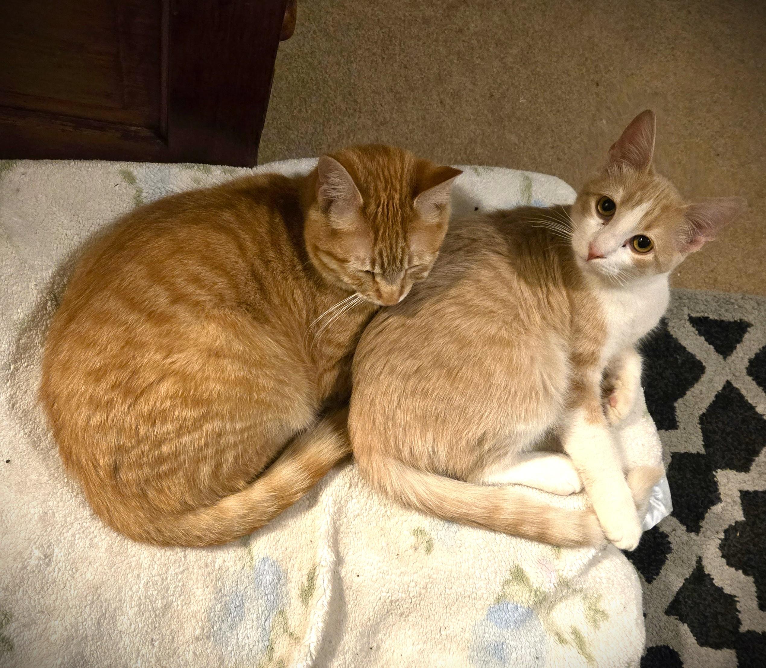 Mac and Peanut, a ADOPTABLE Domestic Short Hair in Mankato, MN image 4/4