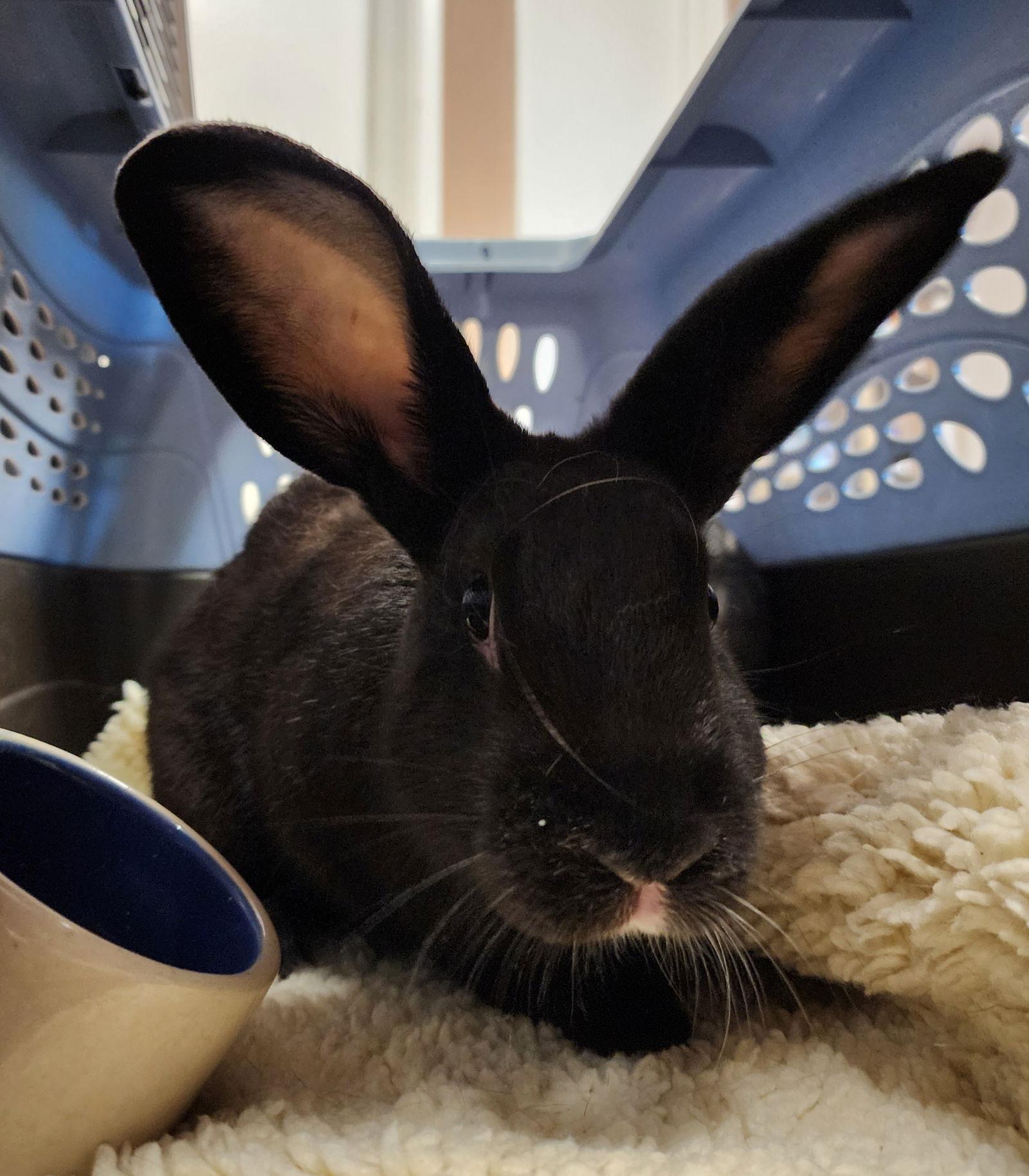 Enlarge Cecil & Peter Pancake (MEDICAL HOLD), a Adoptable Dwarf in Baton Rouge, LA image 1/3