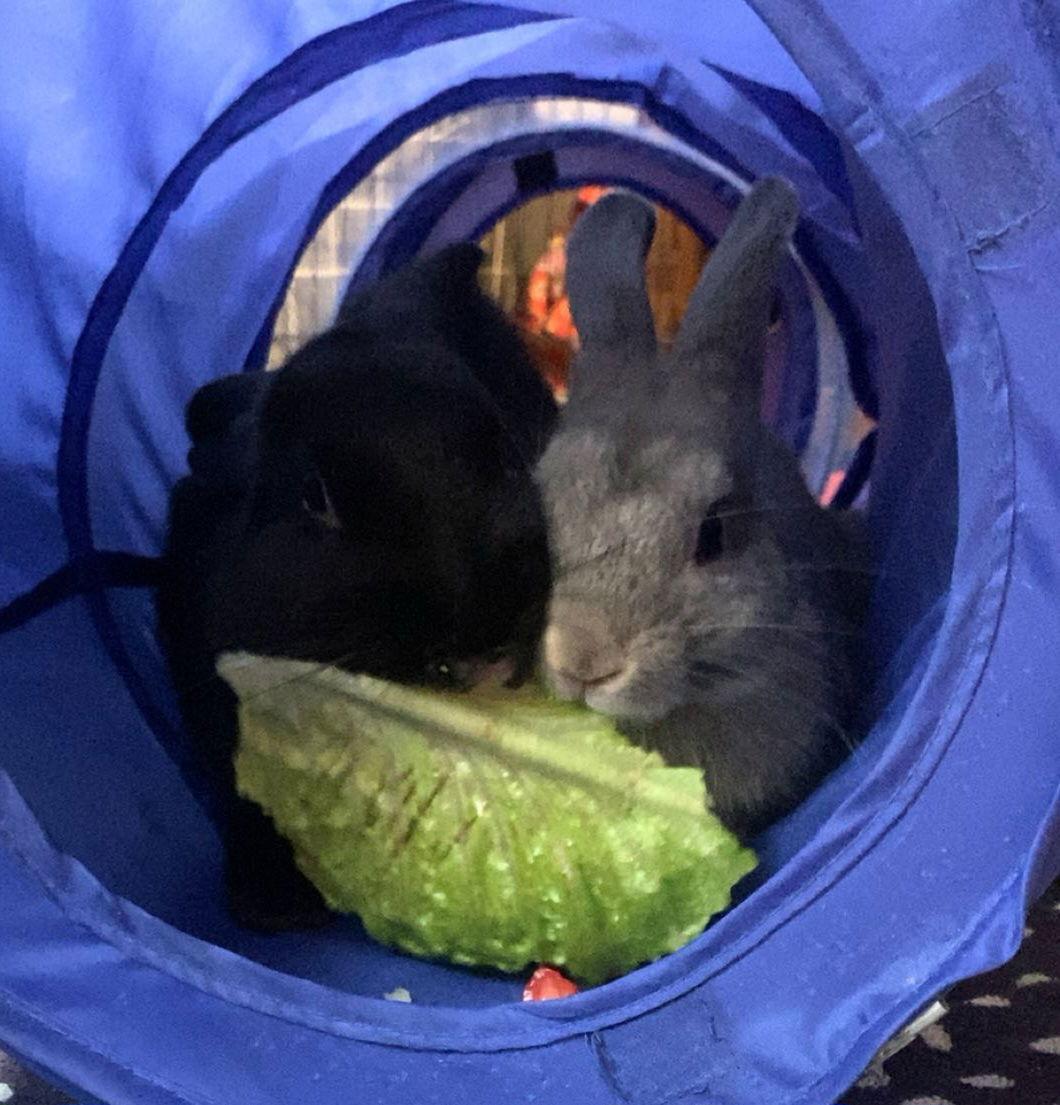 Enlarge Cecil & Peter Pancake (MEDICAL HOLD), a Adoptable Dwarf in Baton Rouge, LA image 3/3