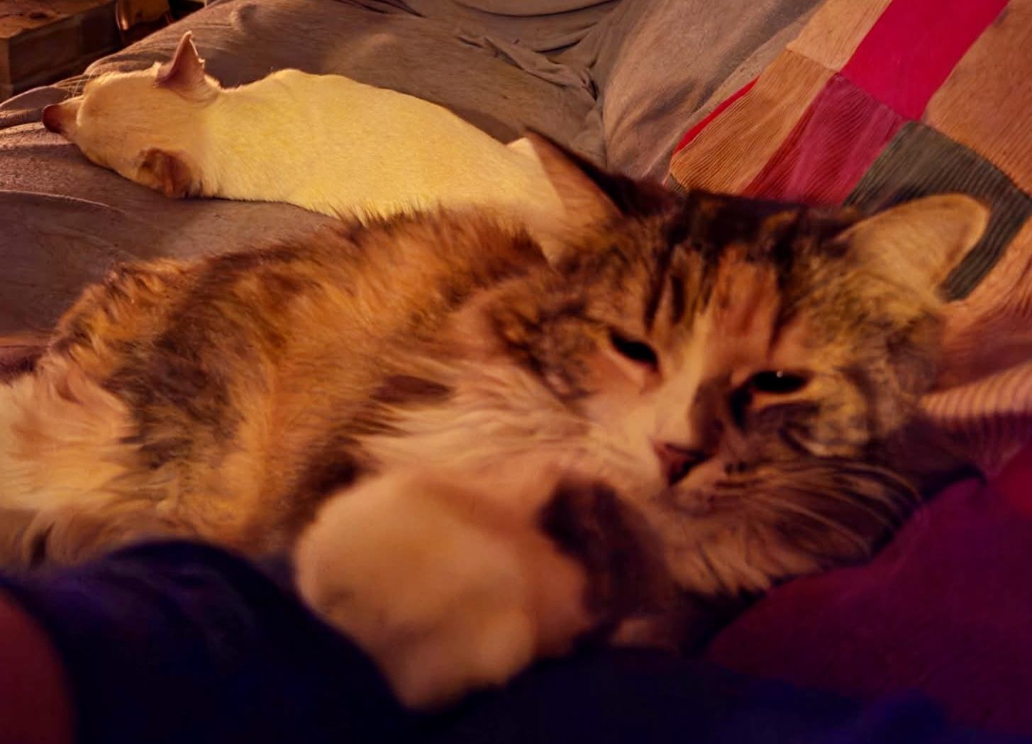 Nala, ADOPTABLE, Adult Female Domestic Long Hair.