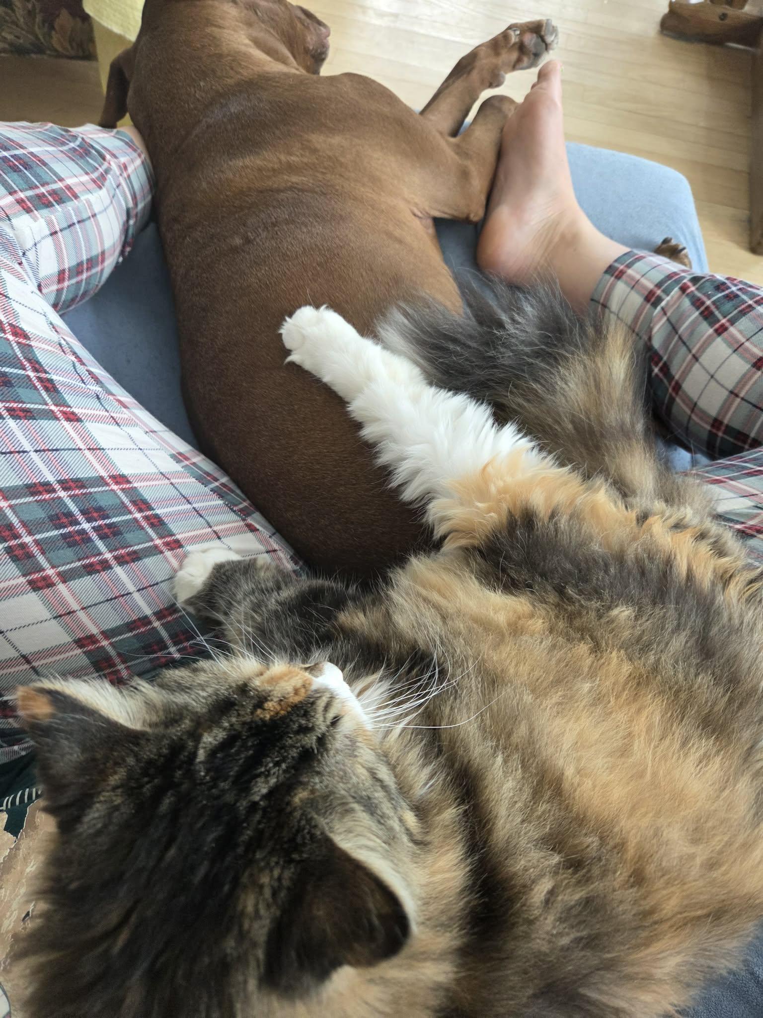 Nala, a ADOPTABLE Domestic Long Hair in Pointe-Claire, QC image 4/5