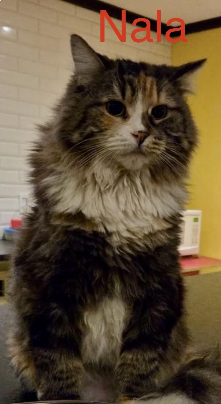 Nala, a ADOPTABLE Domestic Long Hair in Pointe-Claire, QC image 1/5