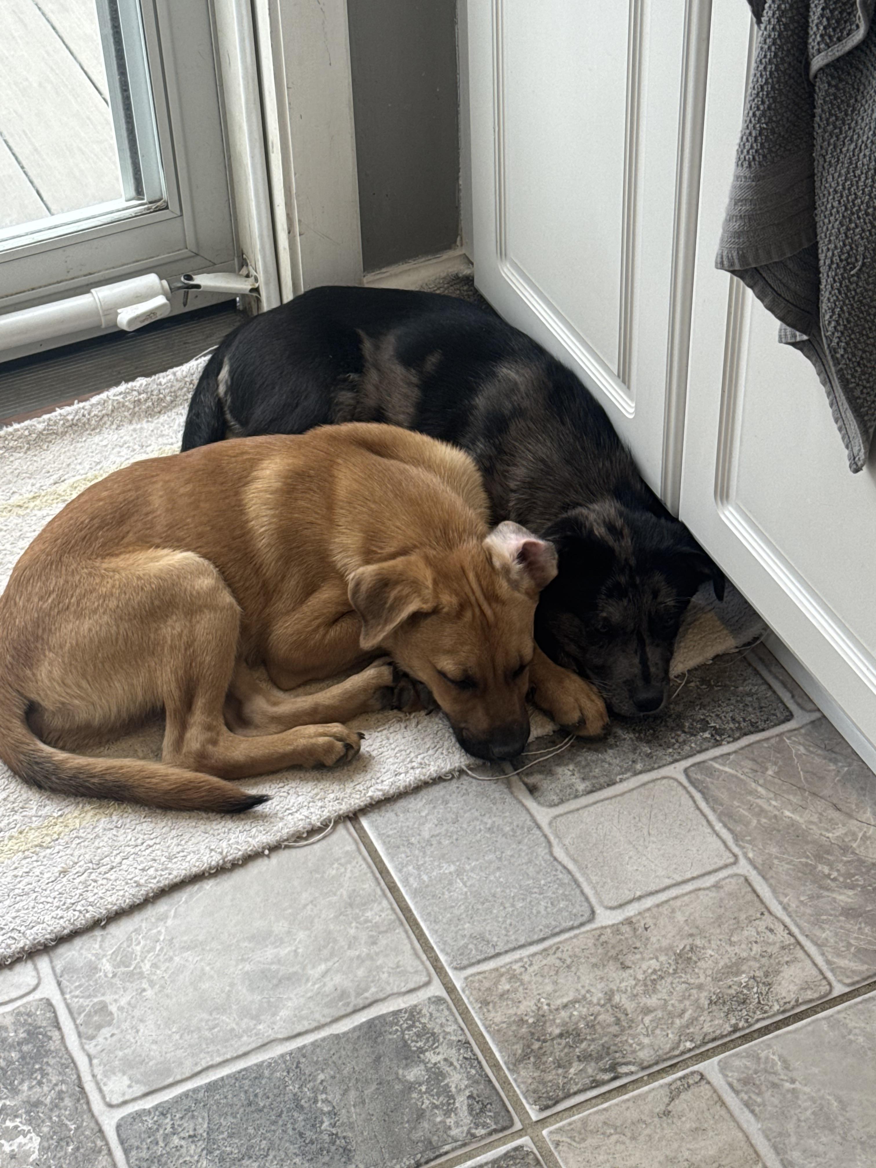 Enlarge Waylon, an adopted mixed breed in Stuarts Draft, VA image 3/5