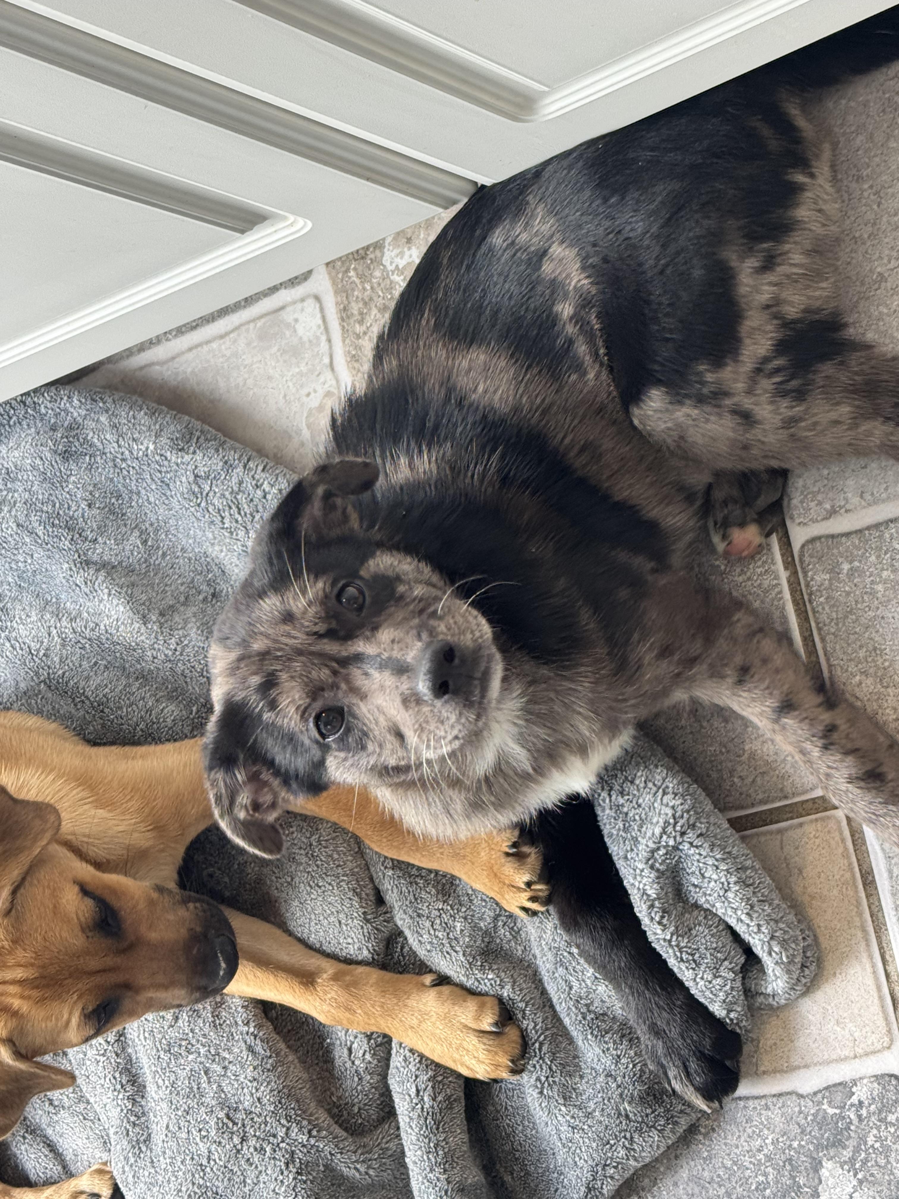 Enlarge Waylon, an adopted mixed breed in Stuarts Draft, VA image 5/5