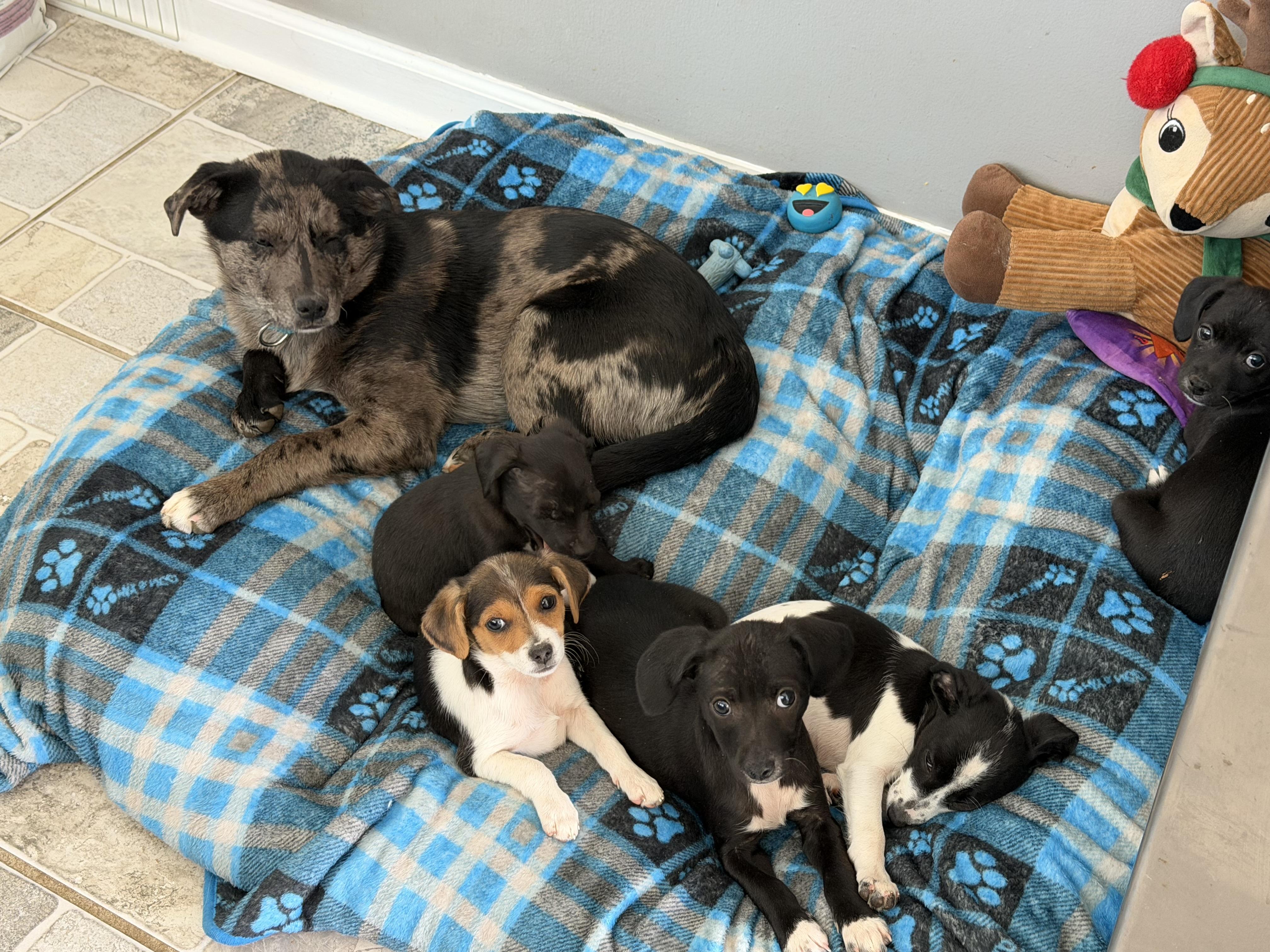 Enlarge Waylon, an adopted mixed breed in Stuarts Draft, VA image 2/5