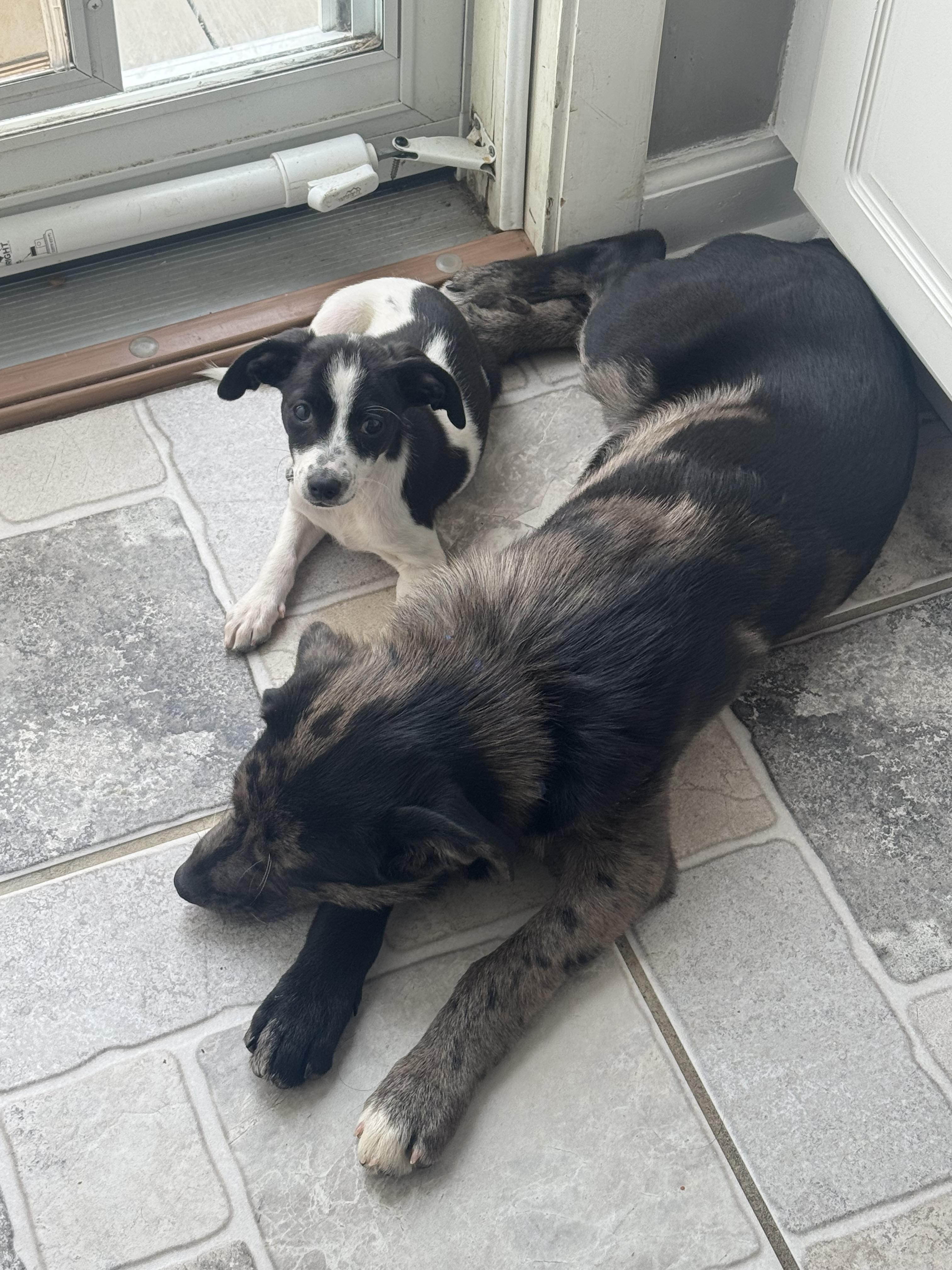 Enlarge Waylon, an adopted mixed breed in Stuarts Draft, VA image 4/5