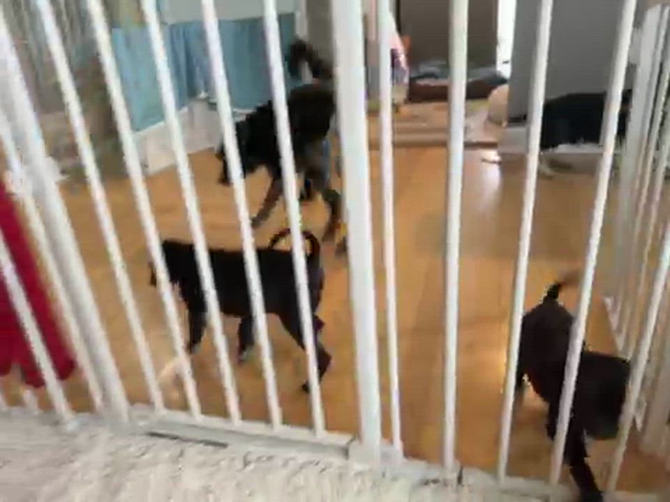 Enlarge Waylon, an adopted mixed breed in Stuarts Draft, VA video 1/5