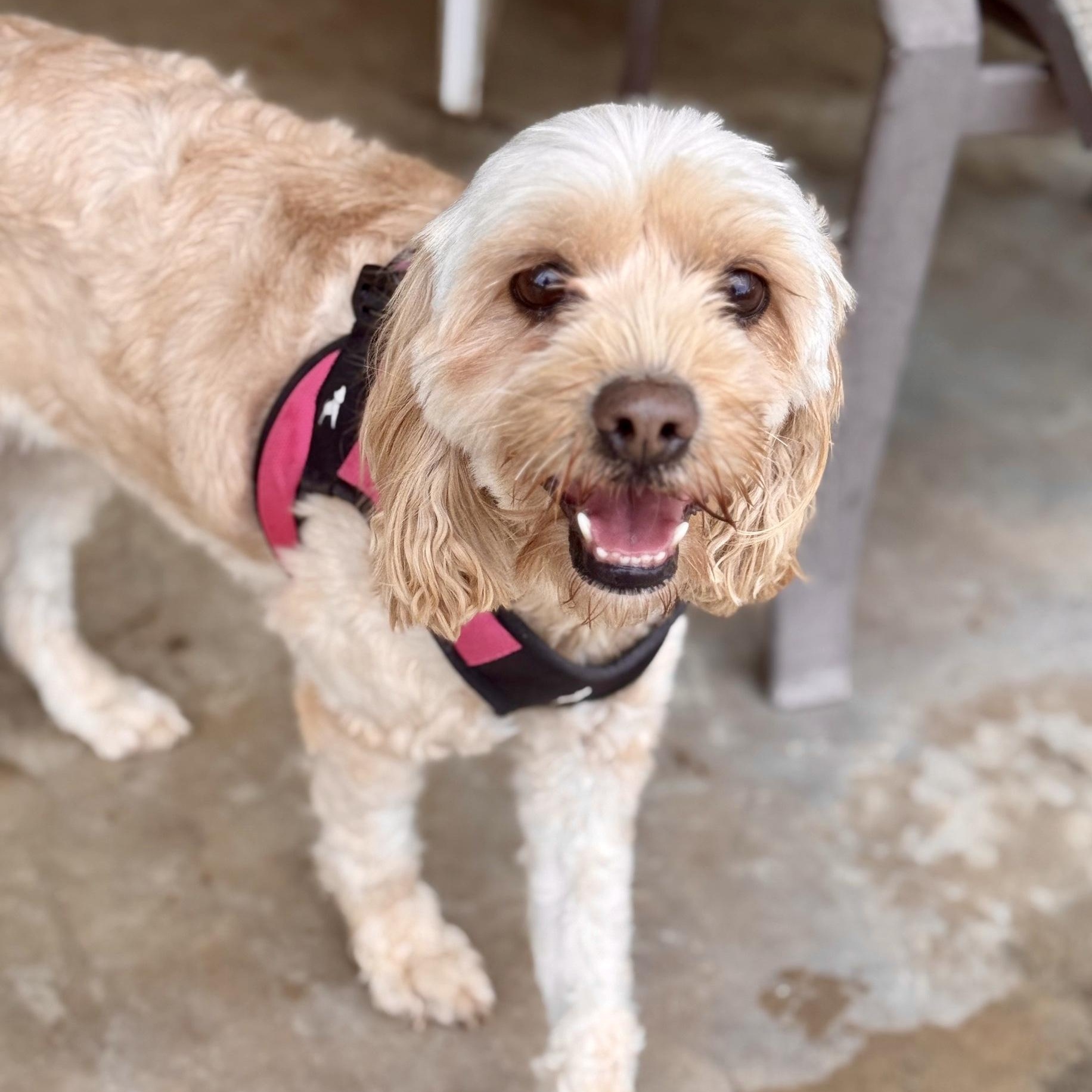 Rosie, an adopted mixed breed in modesto, CA image 2/6