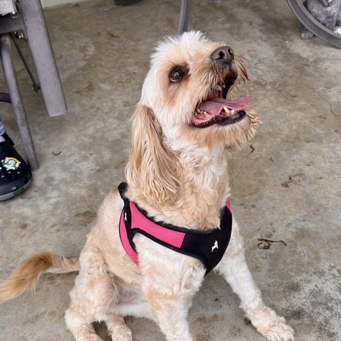 Rosie, an adopted mixed breed in modesto, CA image 4/6