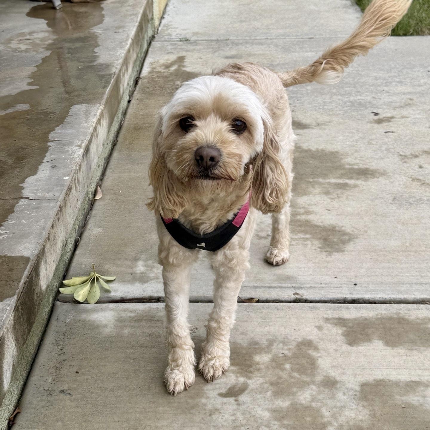 Rosie, an adopted mixed breed in modesto, CA image 5/6