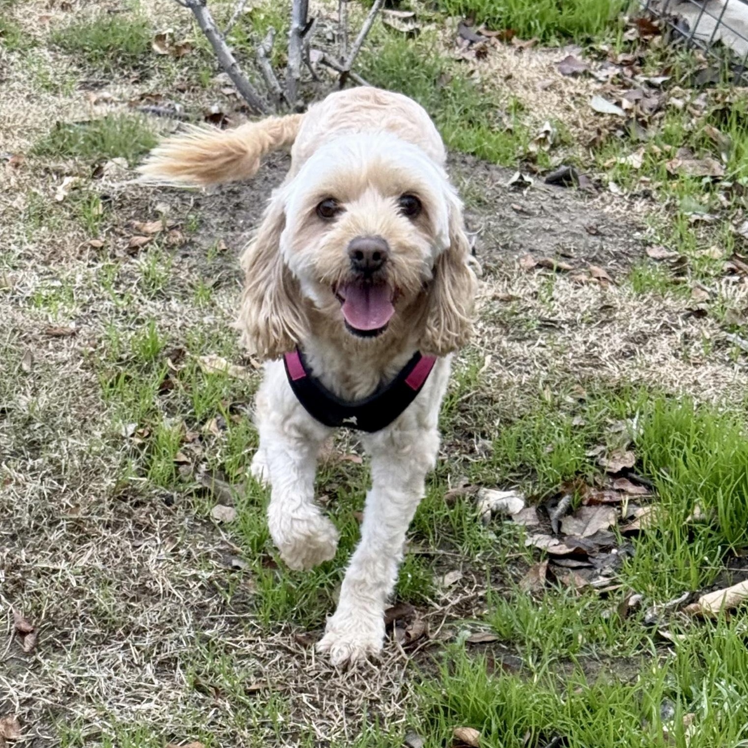 Rosie, adopted, Adult Female Cockapoo & Cocker Spaniel.