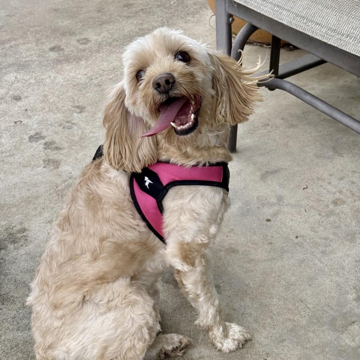 Rosie, an adopted mixed breed in modesto, CA image 3/6