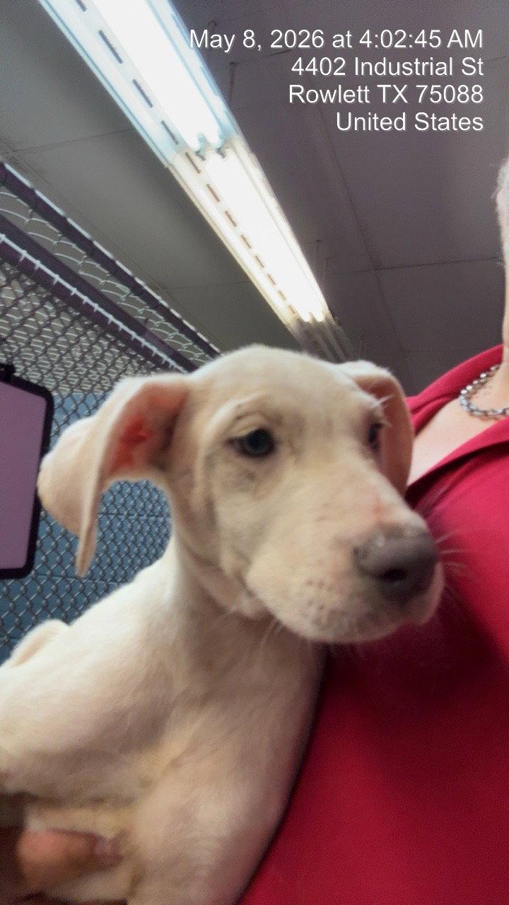 Ava Gardner, Adoptable, Young Female Dogo Argentino & Border Collie.