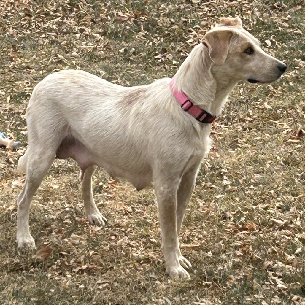 11 (2026) Mama Cinnamon, Adoptable, Adult Female Cattle Dog.