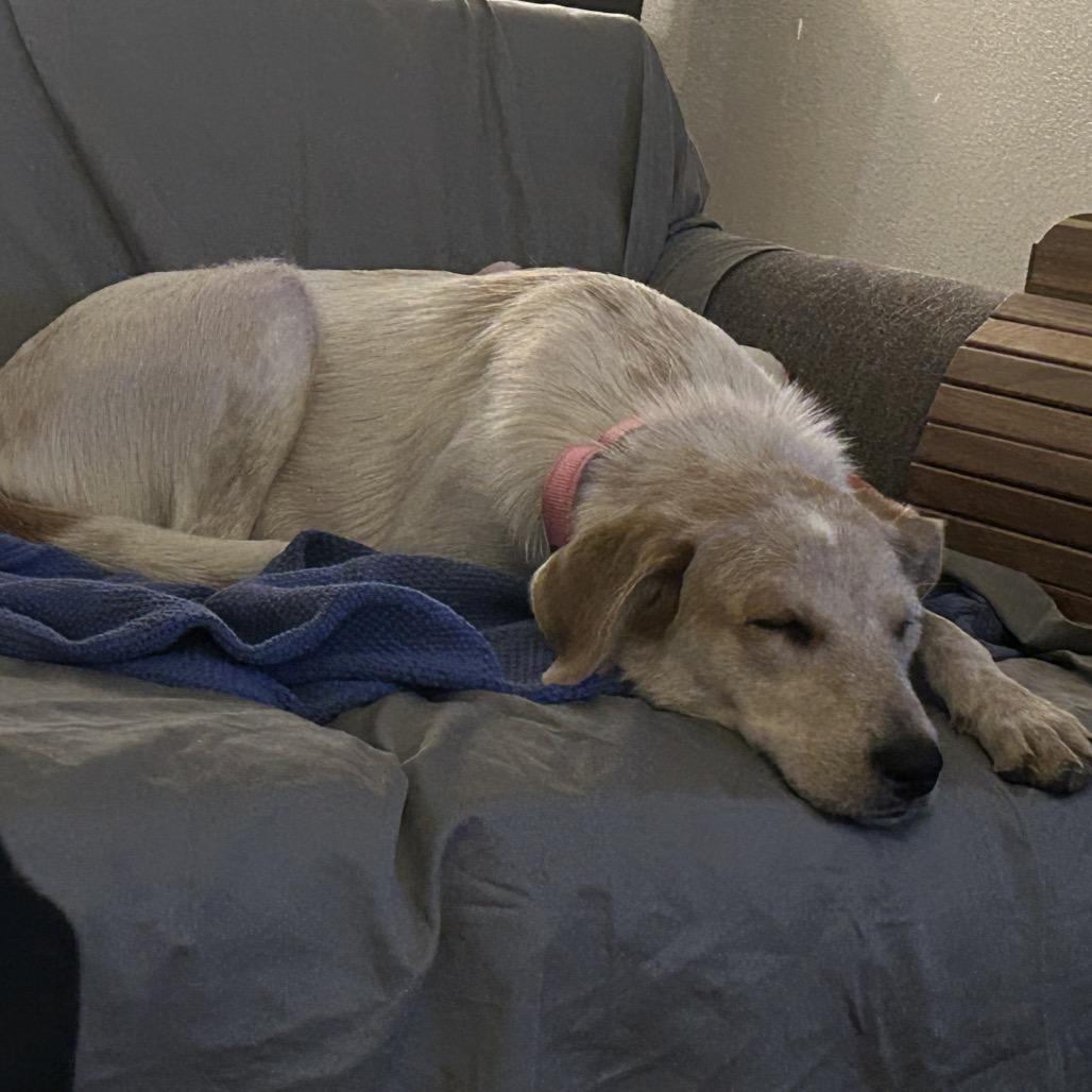 Enlarge 11 (2026) Mama Cinnamon, a Adoptable Cattle Dog in Parker, CO image 3/5