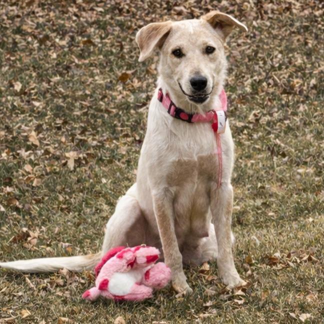 Enlarge 11 (2026) Mama Cinnamon, a Adoptable Cattle Dog in Parker, CO image 4/5