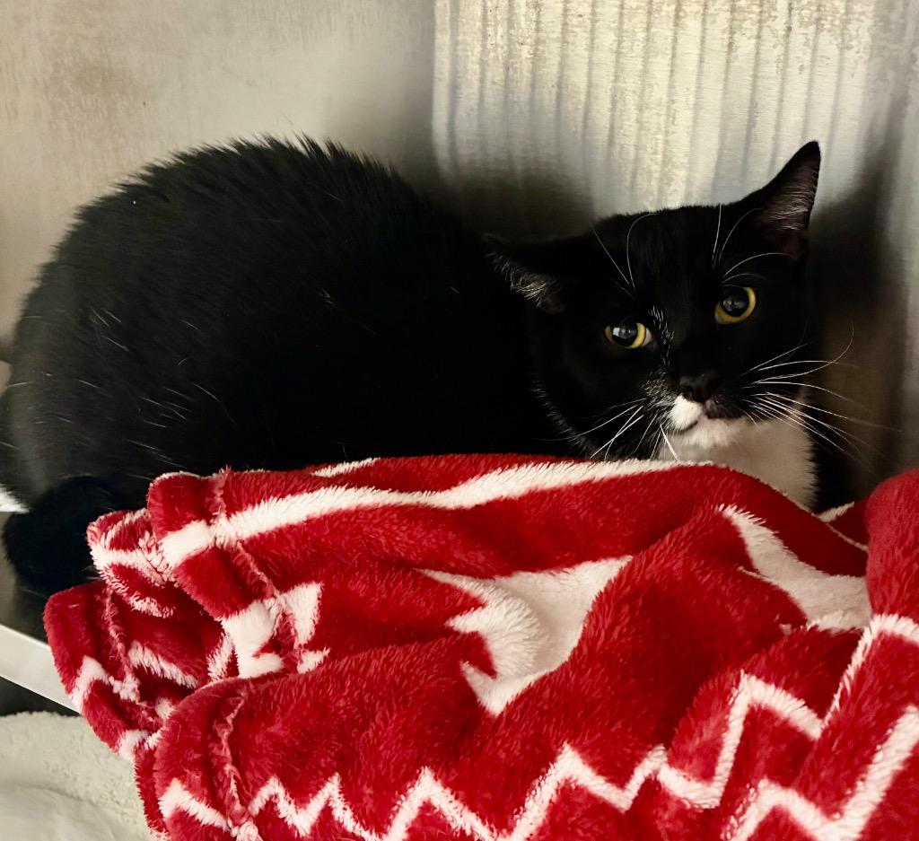 Zach / Kian, Adoptable, Adult Male Domestic Short Hair.