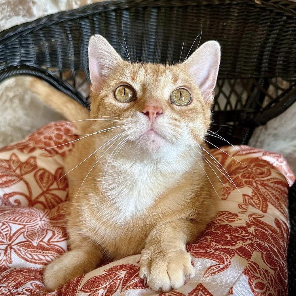 Poppy, a Adoptable Domestic Short Hair in Leechburg, PA image 2/6