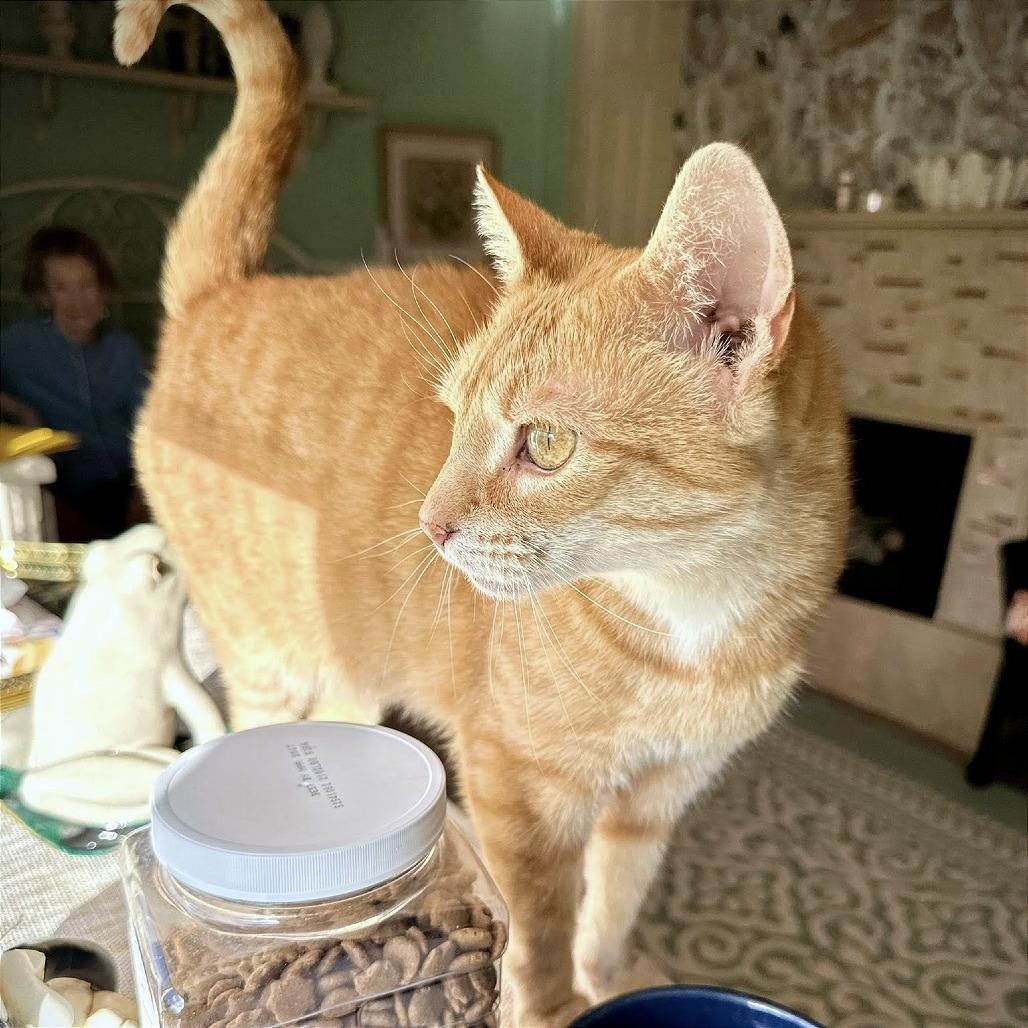 Enlarge Poppy, a Adoptable Domestic Short Hair in Leechburg, PA image 3/4