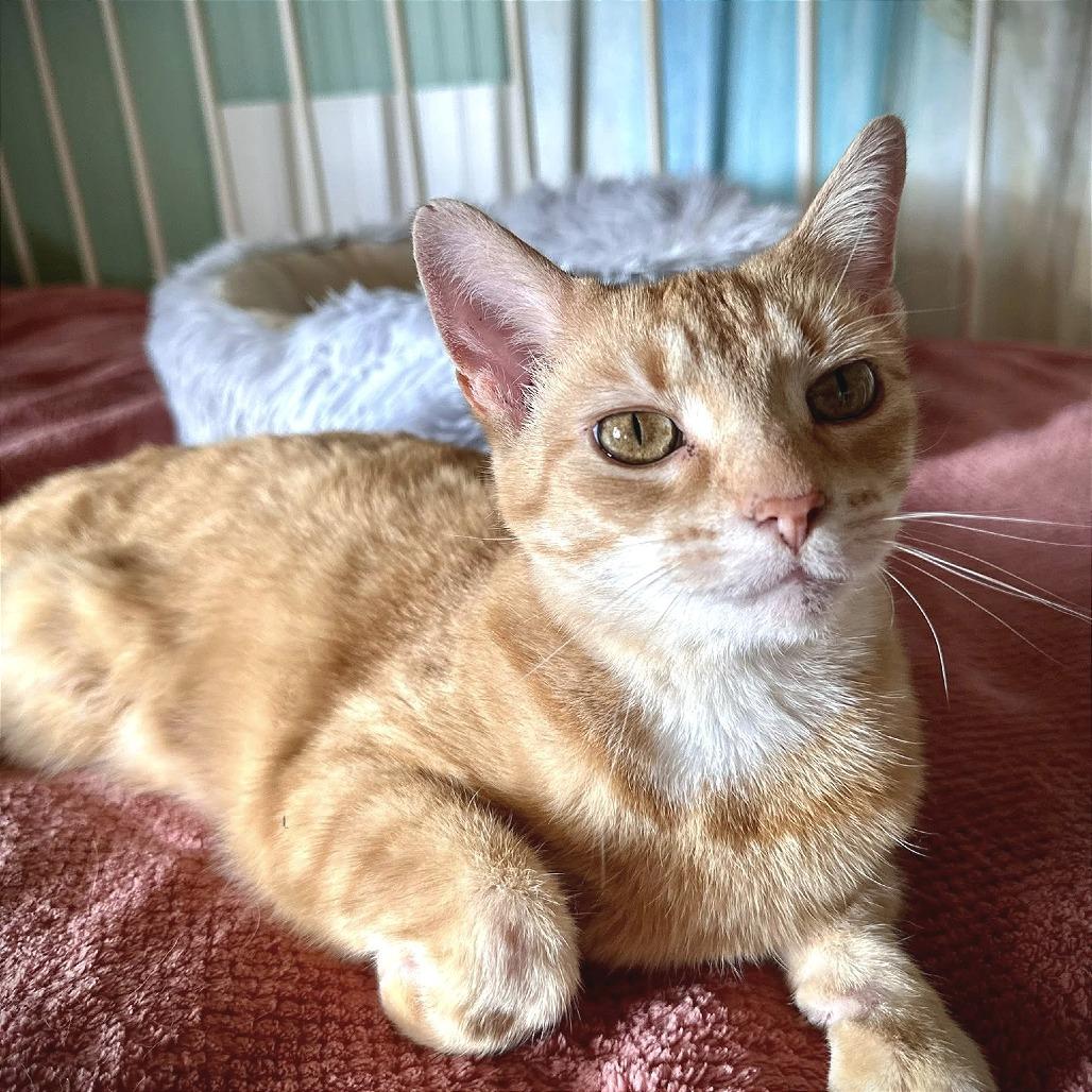 Enlarge Poppy, a Adoptable Domestic Short Hair in Leechburg, PA image 4/4