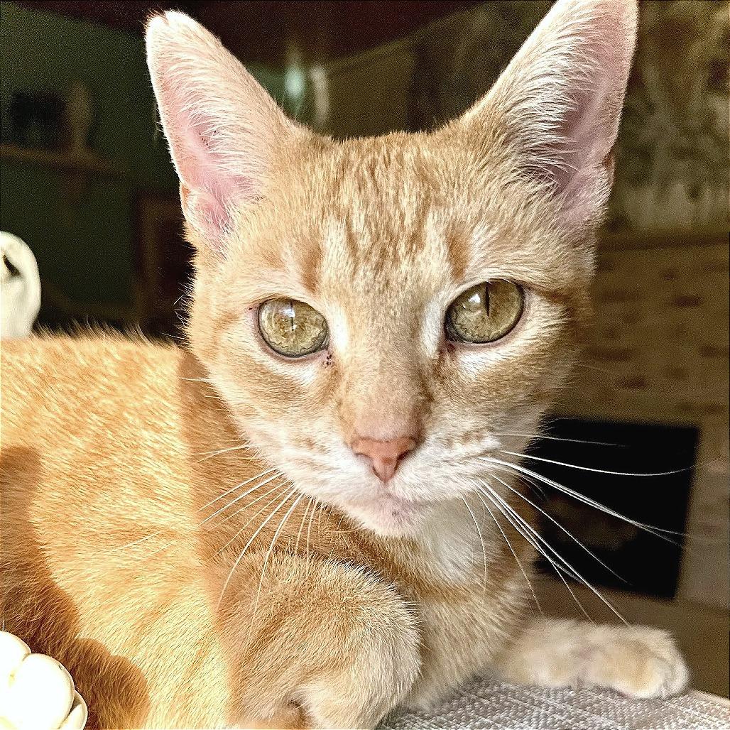 Enlarge Poppy, a Adoptable Domestic Short Hair in Leechburg, PA image 1/4