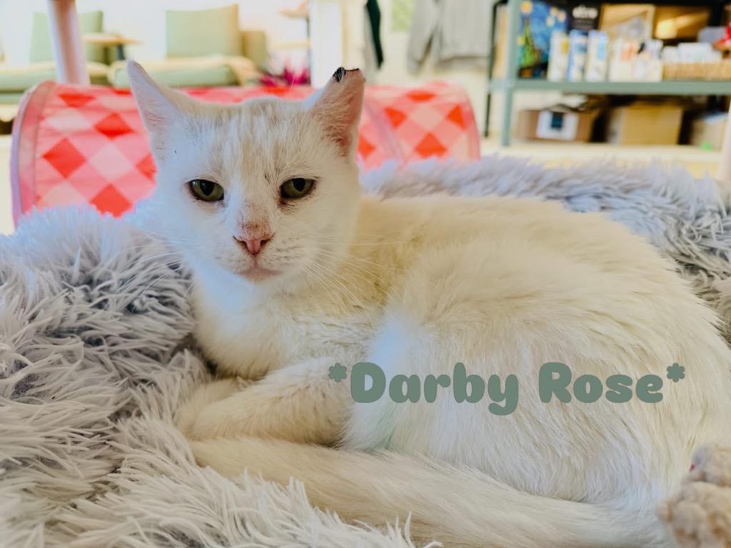 Darby Rose, Adoptable, Adult Female Domestic Short Hair.