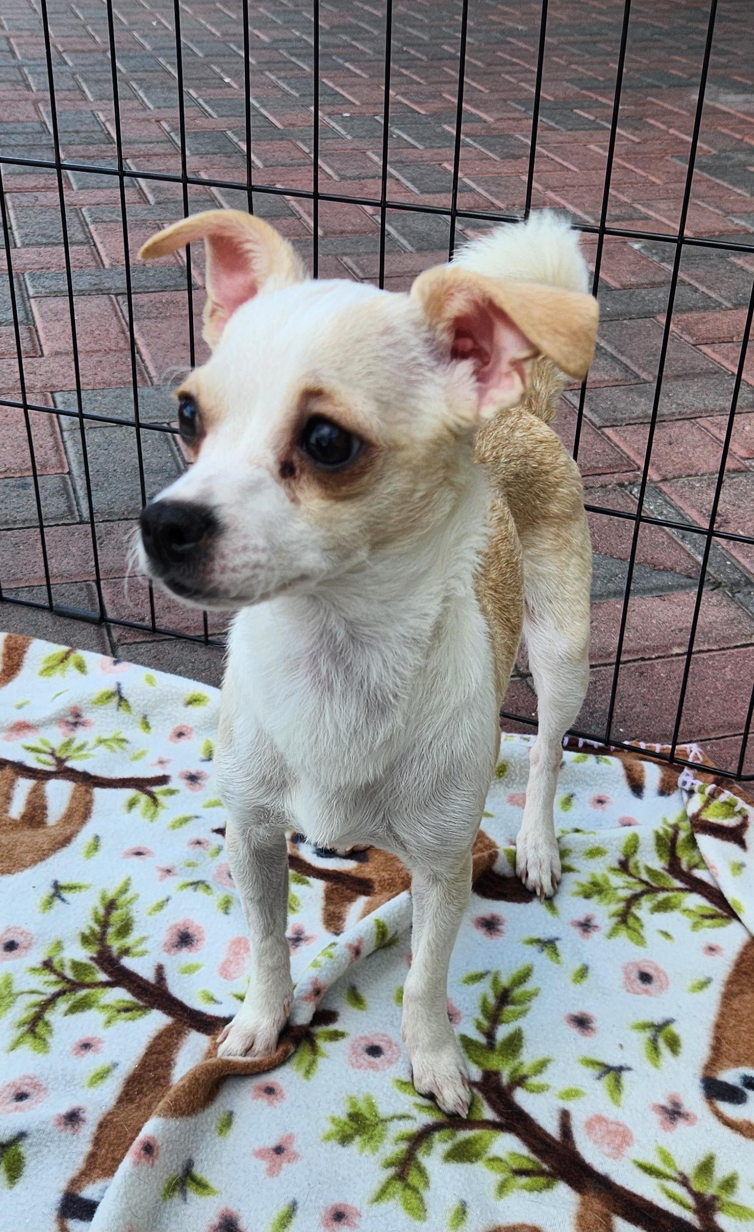 Enlarge JESS, an adopted Chihuahua in Las Vegas, NV image 3/5