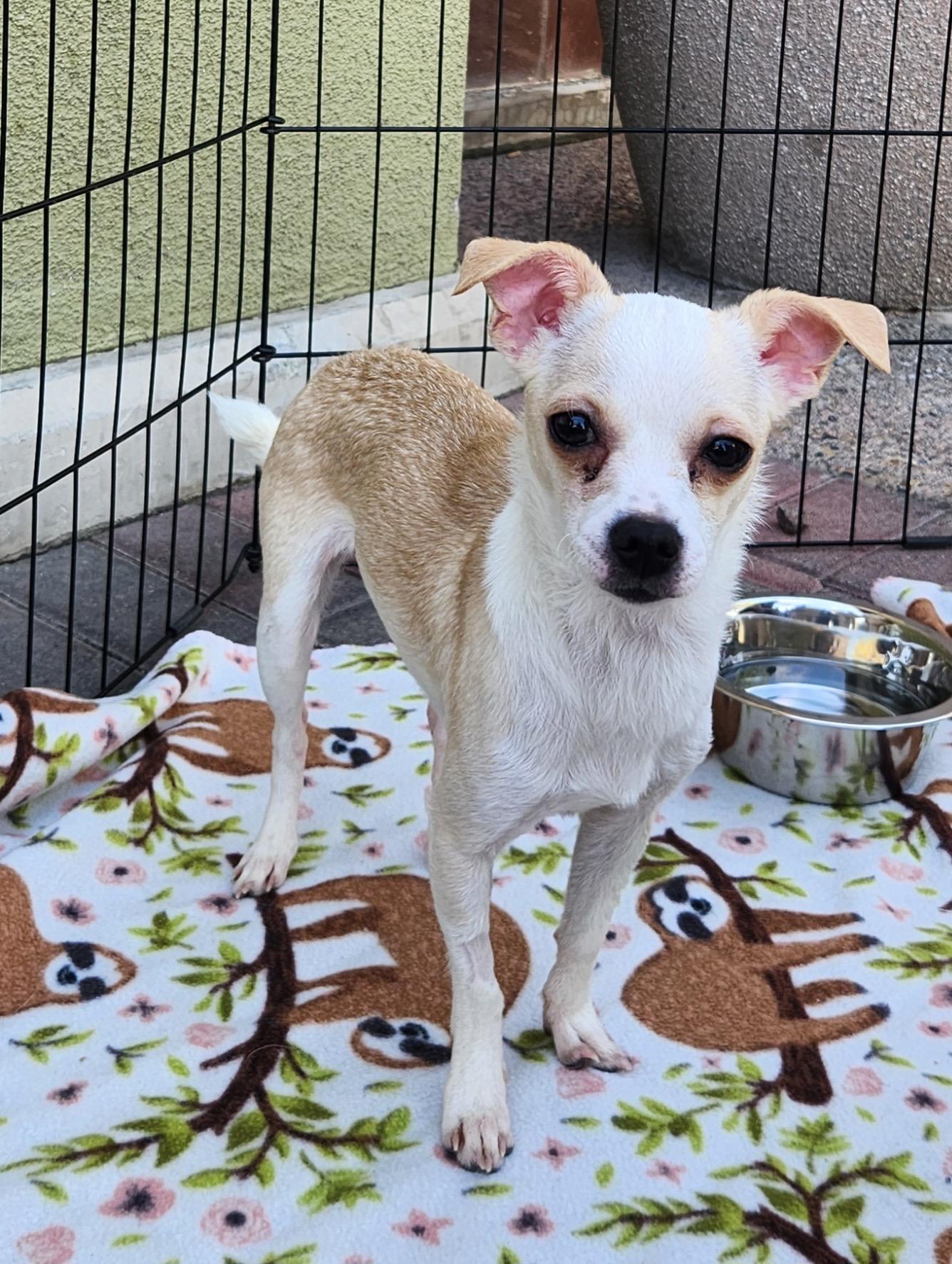 Enlarge JESS, an adopted Chihuahua in Las Vegas, NV image 2/5