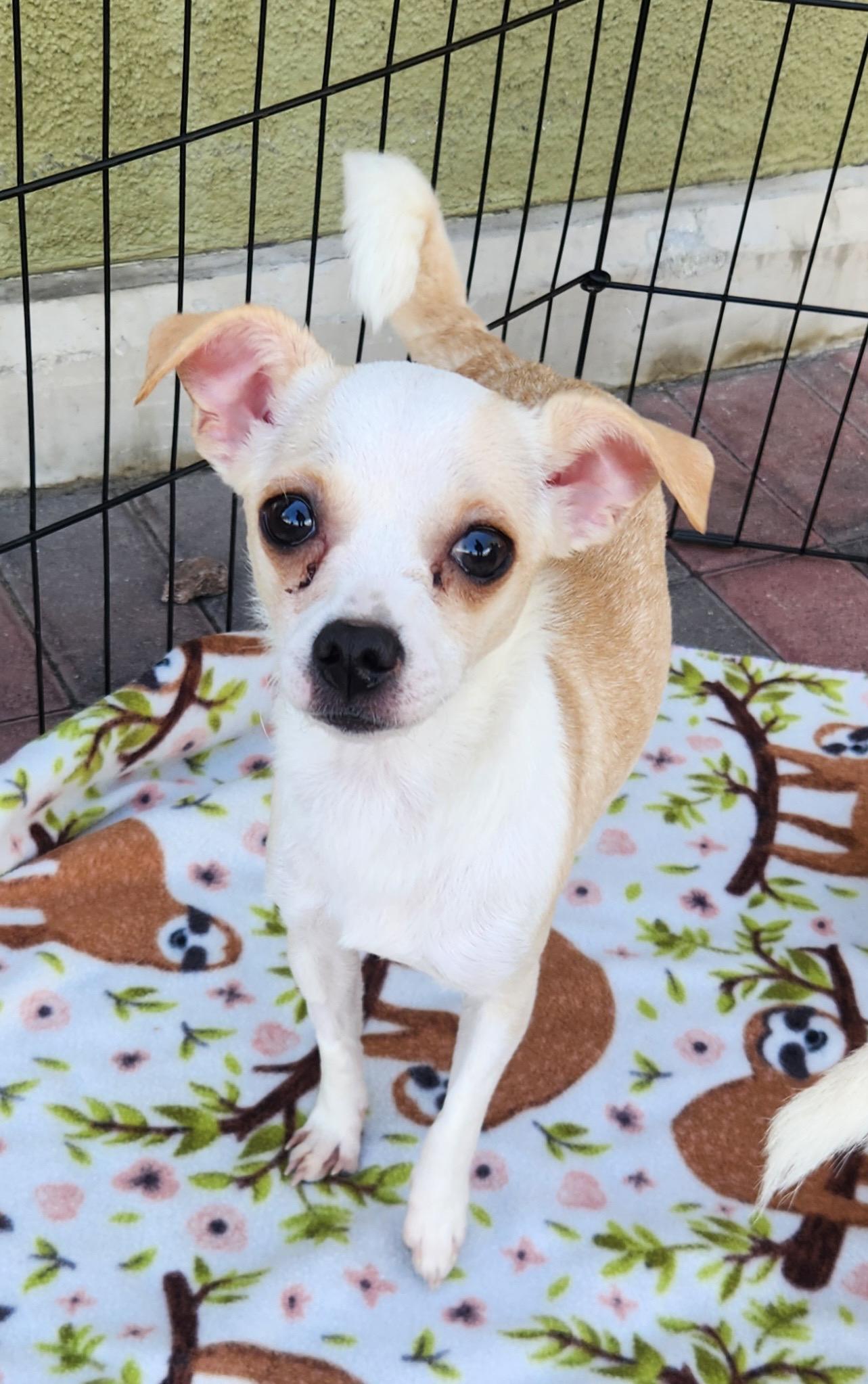 Enlarge JESS, an adopted Chihuahua in Las Vegas, NV image 5/5