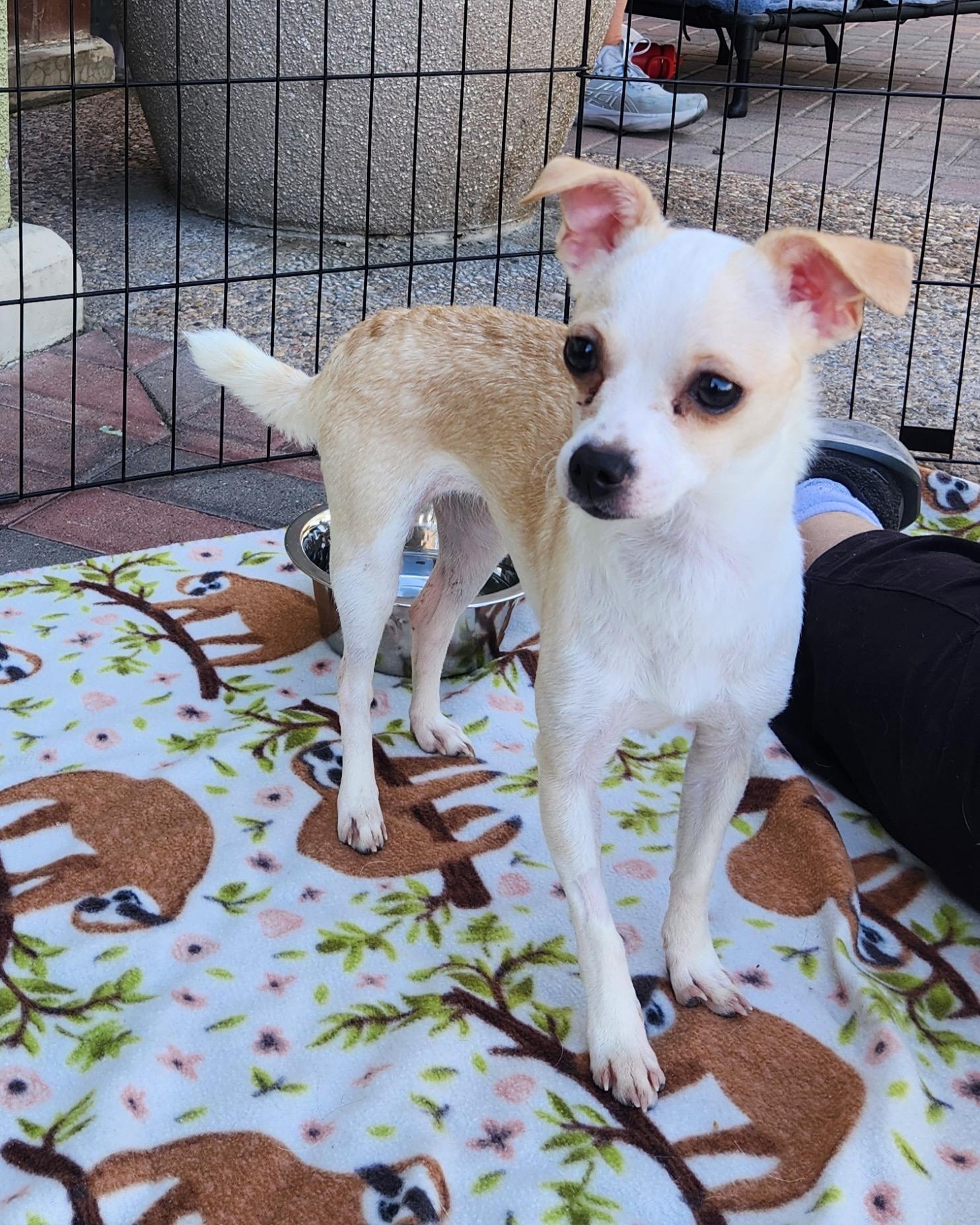 Enlarge JESS, an adopted Chihuahua in Las Vegas, NV image 1/5