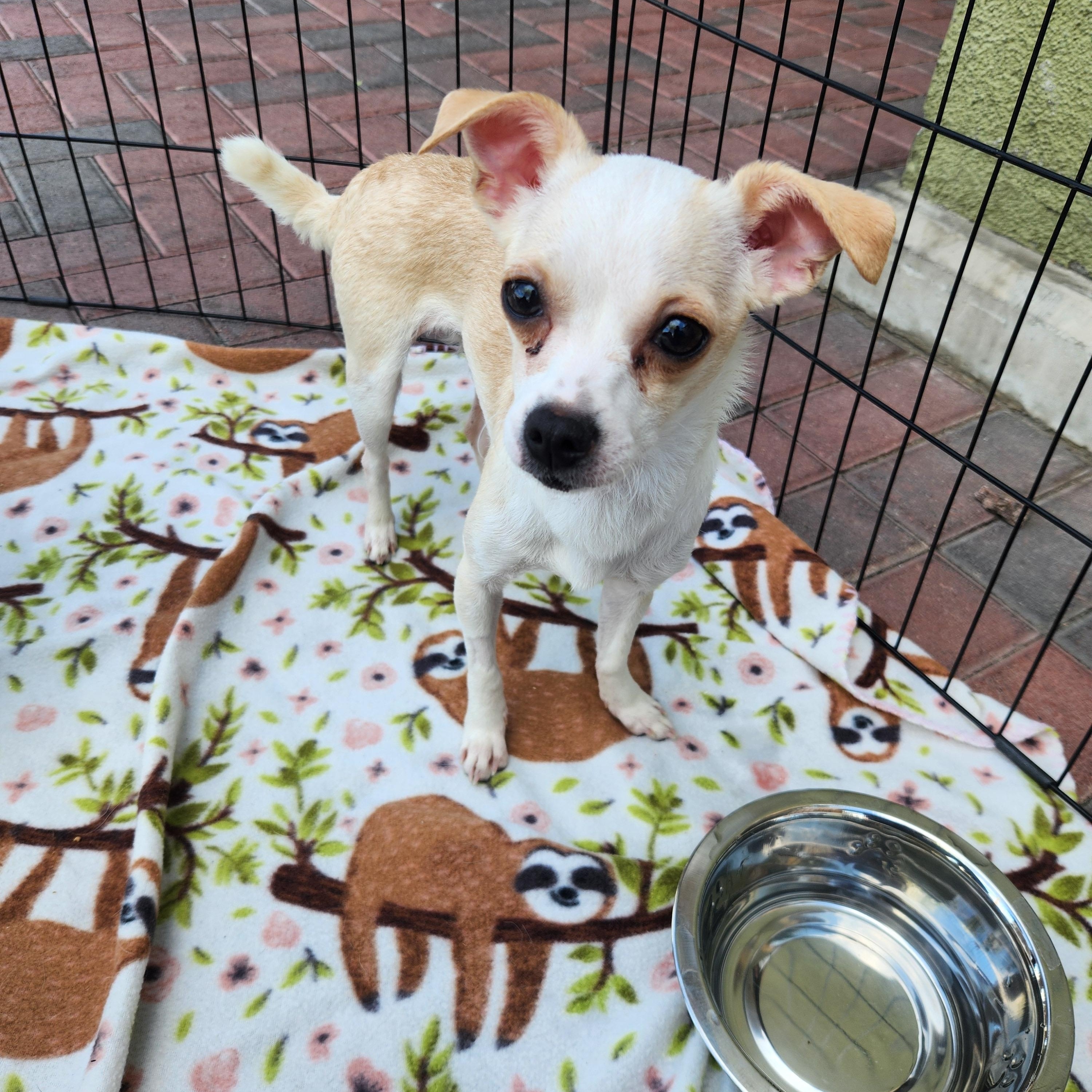 Enlarge JESS, an adopted Chihuahua in Las Vegas, NV image 4/5