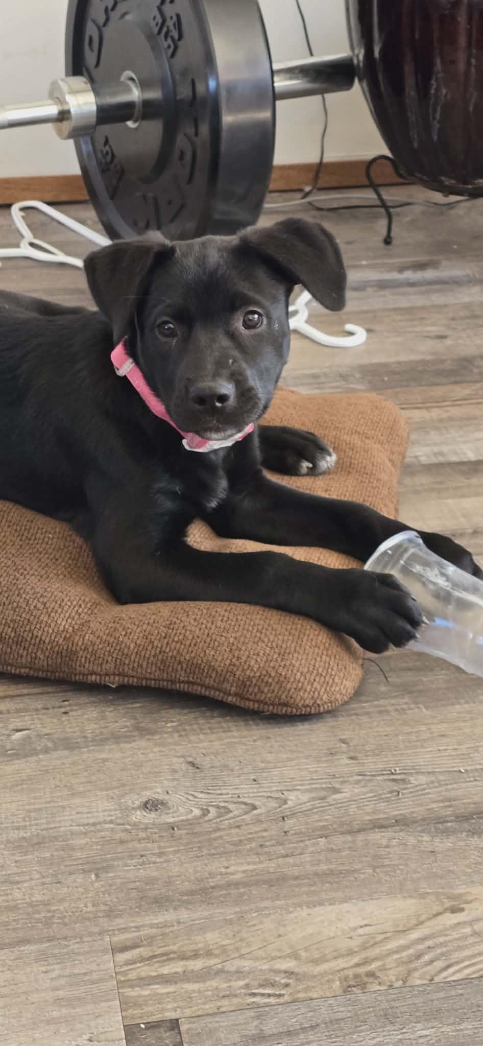 Enlarge Raya, an adopted mixed breed in Toronto, ON image 2/5