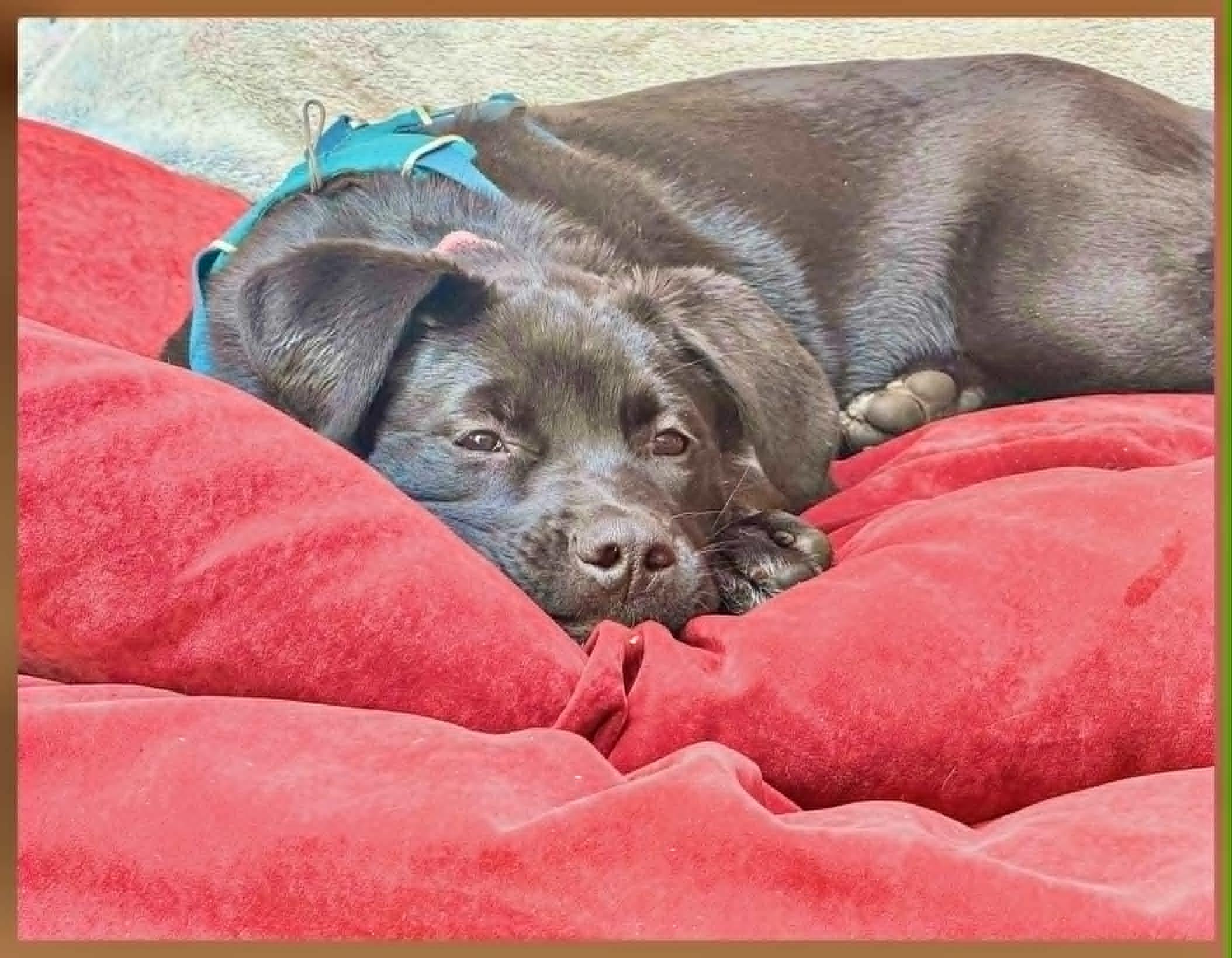 Enlarge Raya, an adopted mixed breed in Toronto, ON image 3/5