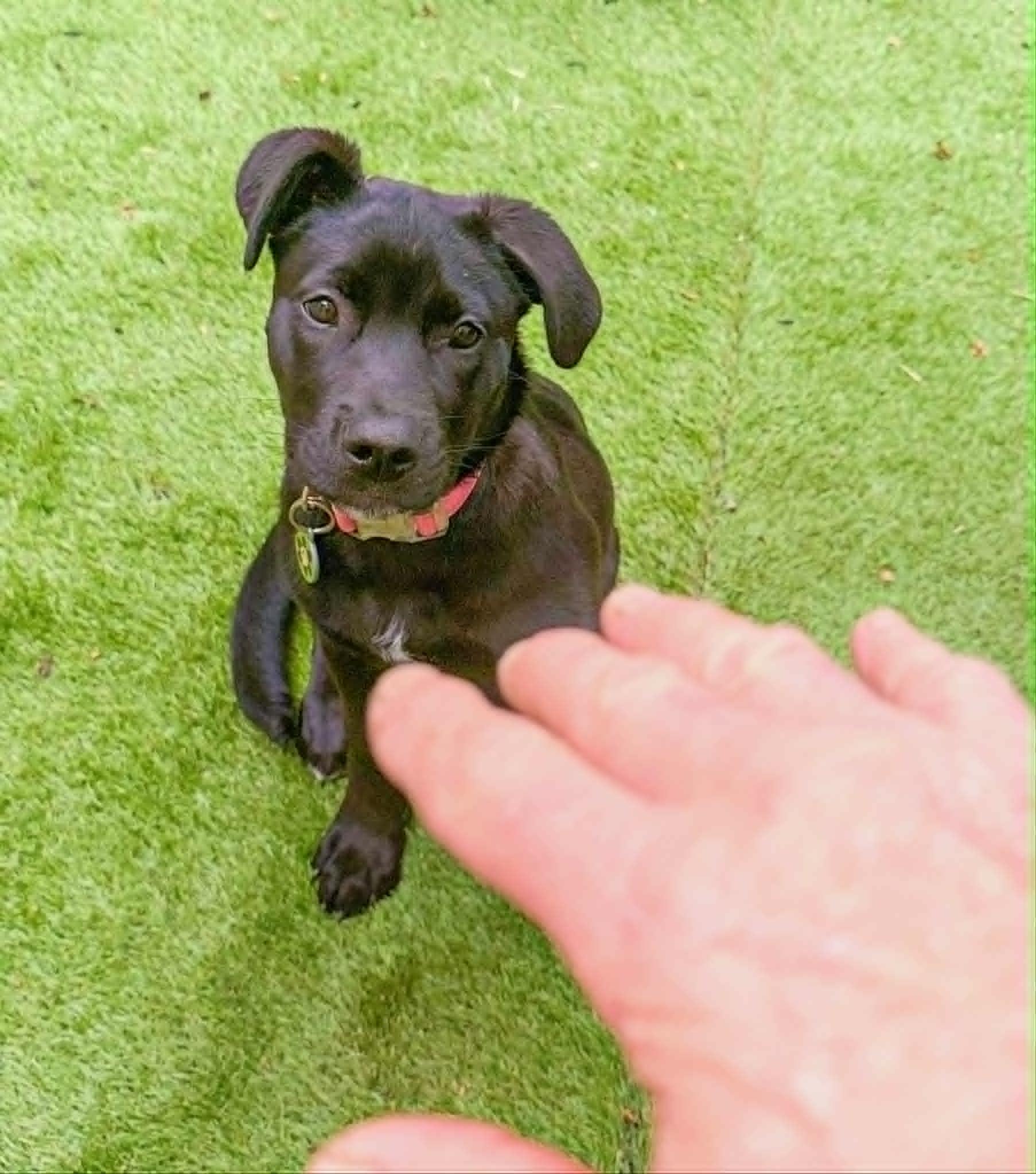 Enlarge Raya, an adopted mixed breed in Toronto, ON image 4/5