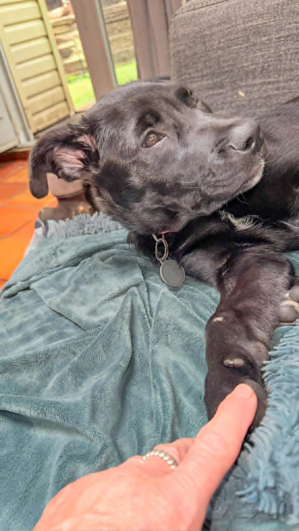 Enlarge Raya, an adopted mixed breed in Toronto, ON image 5/5