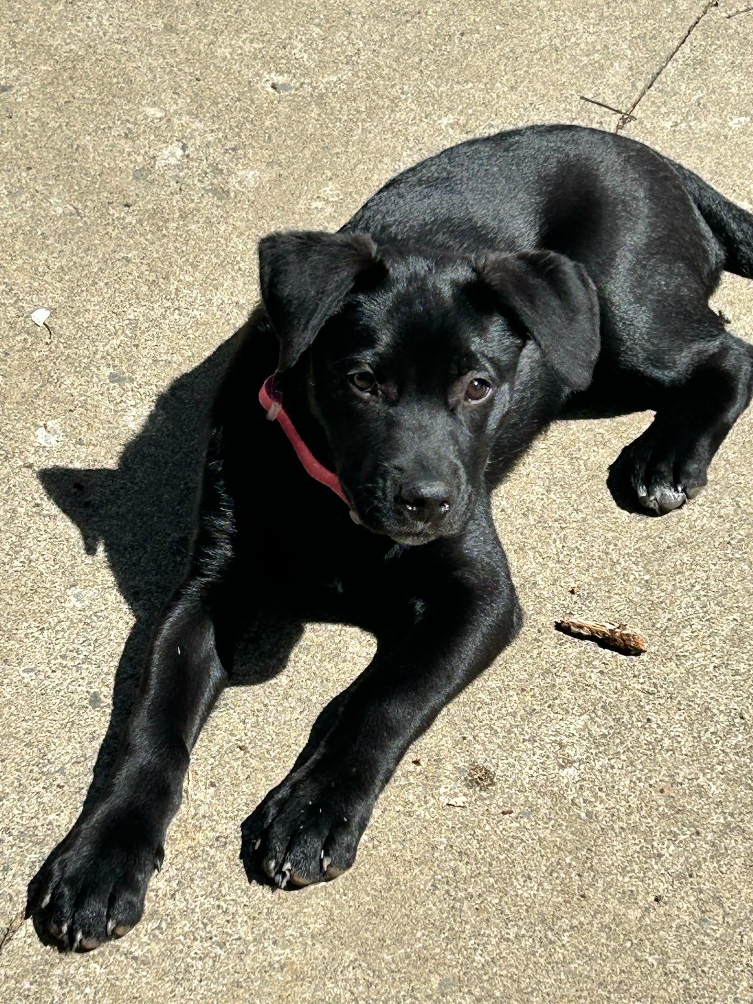 Enlarge Raya, an adopted mixed breed in Toronto, ON image 1/5
