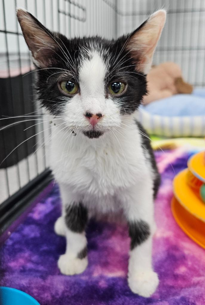 Wesson, Adoptable, Kitten Male Domestic Short Hair.