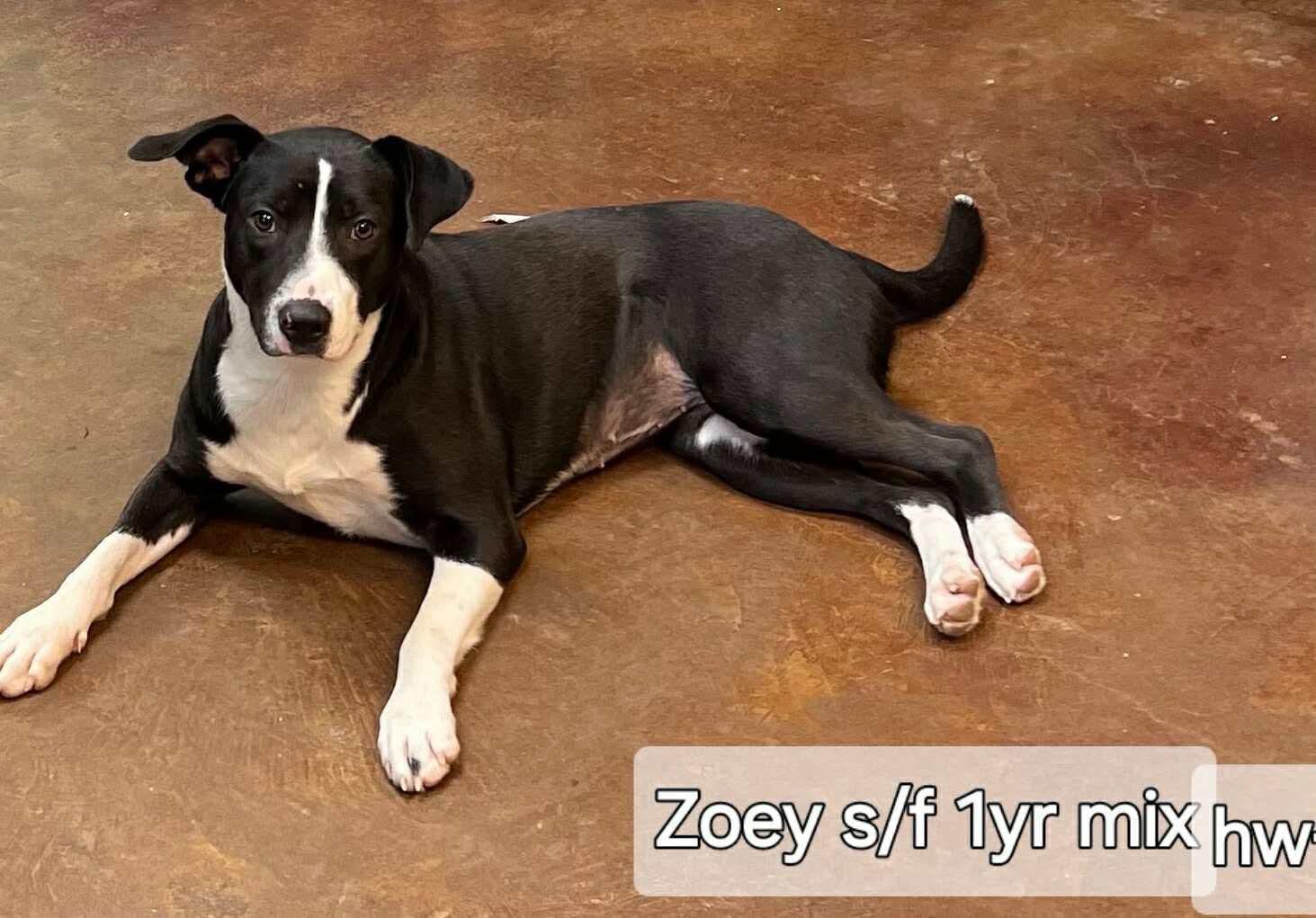 Zoey, Adoptable, Young Female Labrador Retriever & Hound.