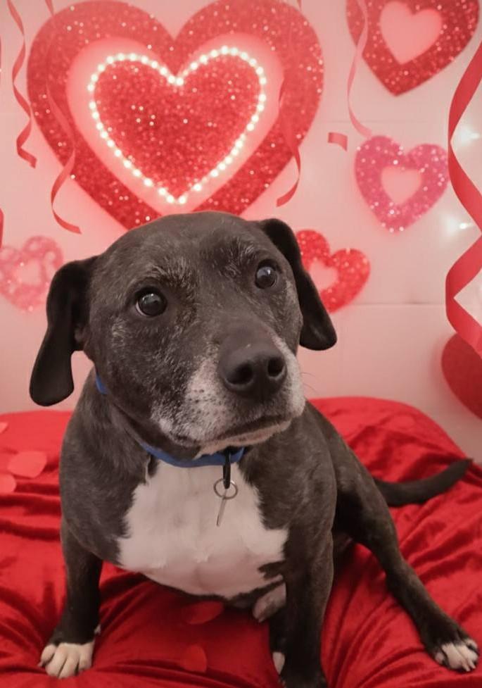 Enlarge Harley, a ADOPTABLE mixed breed in Elizabeth, IL image 2/2