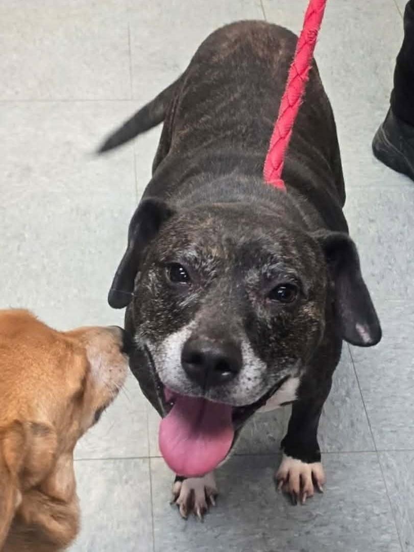 Enlarge Harley, a ADOPTABLE mixed breed in Elizabeth, IL image 1/2