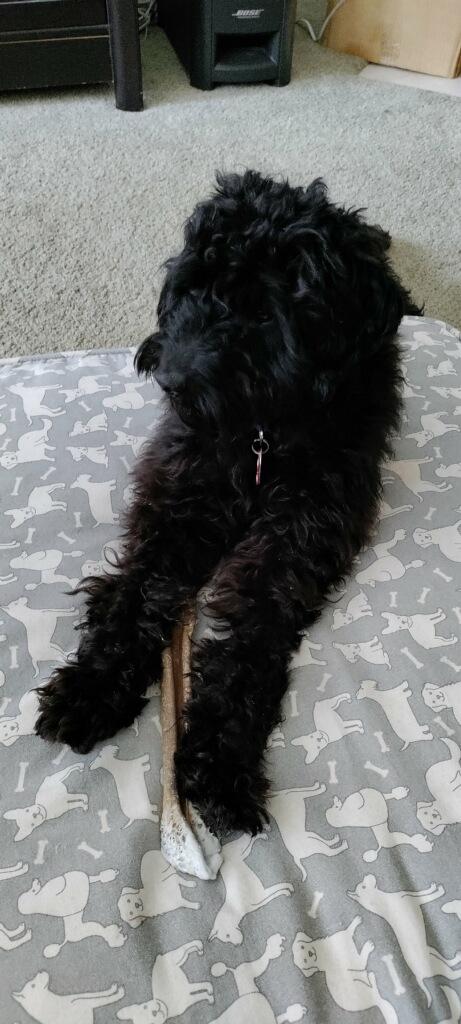 Baxter, adopted, Adult Male Miniature Poodle.